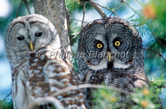 strix uralensis.JPG - Chouette de l'Oural (à gauche)Strix uralensis, Ural OwlChouette lapone (à droite)Great Grey Owl, Strix nebulosaStrigidésCanada